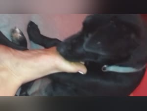 Slippery and Slimy Dog Zoophilia Pleasures