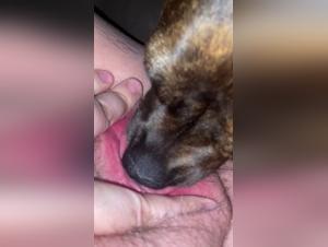 Deseo Brutal: Dominacion Canina y Besos Salvajes