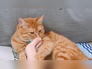 Categorize your Desire: Animal Debauchery and Feminisity in Cat & Feet 16