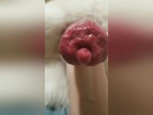 Zoophilia: Explore Taboo Animal Desire