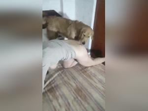la bête au lit : explorations canine x femme