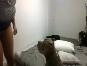 Wild animality: Unrestrained canine pounding