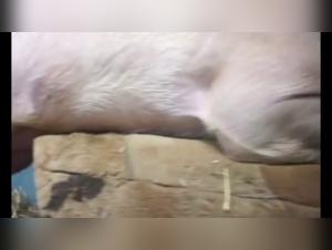 pig fucks a woman in a zoophilia video