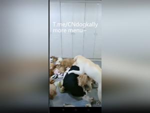 Gangbang Canine : Délices Salaces Homemade