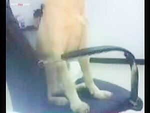 Woman and dog: a beastly encounter