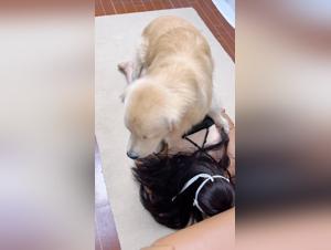 Asiatische Fantasie: Hunde -Herrschaft und verbotenes Vergnugen