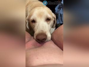 bestialité sensuelle : une putain et son chien