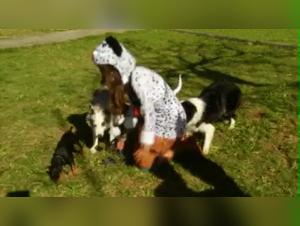 Hundedominanz: Der Ruf der Bestialitat