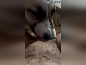 Febrile Freuden mit Hund
