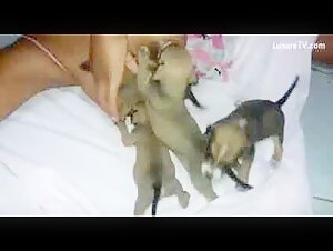 female dog submissive to her canine master