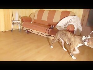 Cane sottomesso alla sua padrona dominante