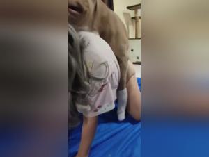 Canine Debauchery: Incredible Reactions Part 1