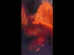 La donna e il suo cane