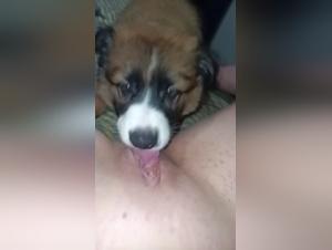 Dévoilements Obscènes : Femmes & Chiens dans le Sexe Hardcore