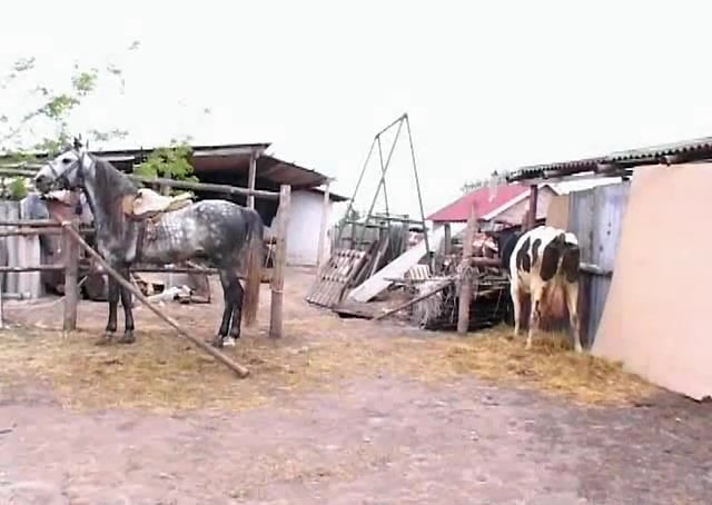 Brazilian Horseplay: Raw and Unrestrained Action