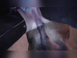 Explore the Dark Side: Extreme Animal Sex