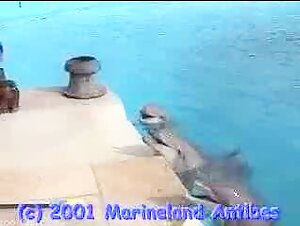 Dolphin Care: An Overview of Male Anatomy