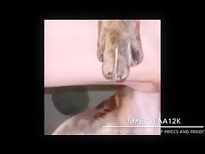 Femme jeune et son chien s'amusent ensemble