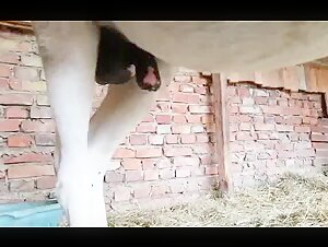 Horse Flaring - Excited Horse