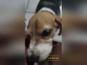 Desiderio di leccare: esplorazione sensoriale con il cane