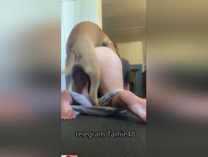 Zoophilia hardcore: madre obesa dominada por un perro
