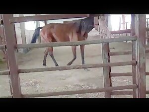 Russian Masha and Her Equestrian Passion - Team Russia Petlove