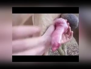 Spanish Debauchery: Milly and her Dog in a Wild Animal Orgasm