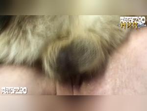 Russian Escandal: Dog Devours the Girl