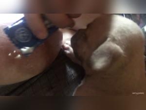 Délices Bestiaux : Gros Seins et Léchâments Impitoyables