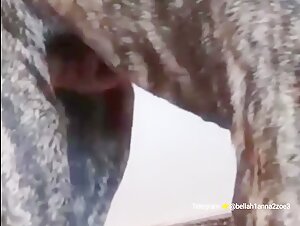 Woman and Dog: A Bestial Encounter