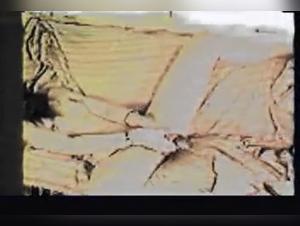 Vintage Aquatic Delights: Immoral Zoophilia