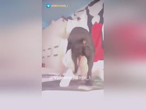 Diffidenza canina: Sesso animale selvaggio e brutale