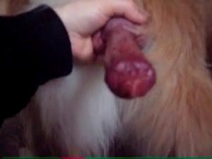 ZooSkool: Feline flesh conquers human flesh