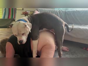 Canine Montage Fantasies: Extreme Pregnancies and Dedication