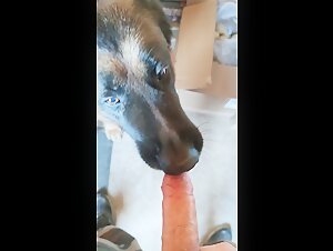 Obedient doggie