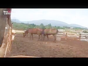Woman on horseback: a bestial encounter