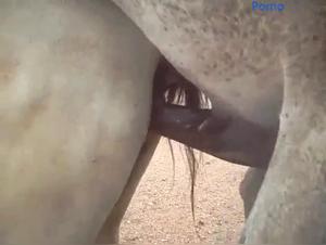 Hardcore Zoophilia: Animal Desire