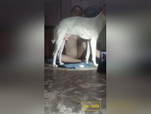 Pure Bestiality: Dominant Dog, Submissive Woman to Animal Pleasure