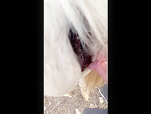Woman and Horse: A Forbidden Meeting