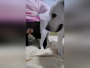 Overflowing Asian Fantasies: Dog & Woman