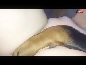 Dog licking his mistress