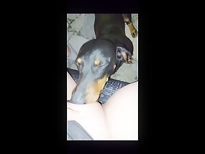 Le encanta acariciar a su perro.