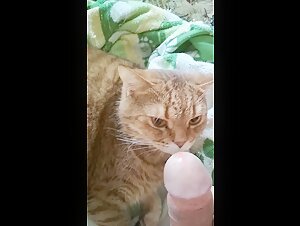 Intimidad con un gato