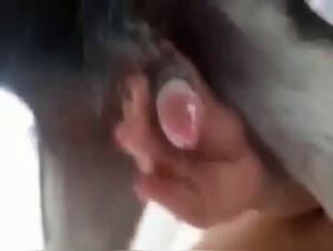 Bestial Obsession: Canine Domination Without Limits