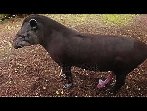 Frenesi de bestialidad: !Follada de animales en accion!