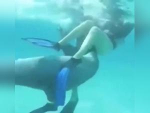 Bestialita acquatica: Dolphin e Girl Domination