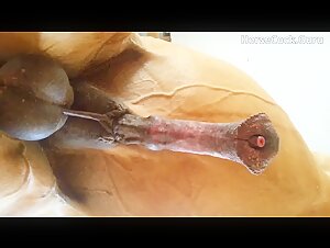Incredible view of a horse's turgid, cum-filled cock