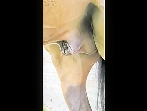 Cheval Erect: Une Rencontre Bestiale