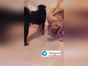 Delicias asiaticas: una pasion bestial