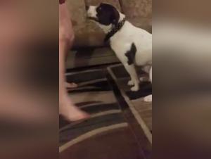 Délices Obscures: Sexe Animal Hardcore avec Des Femmes